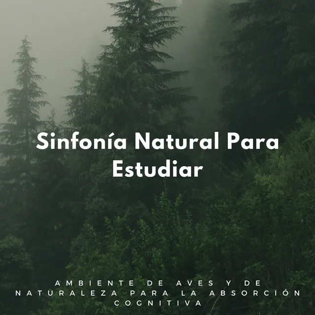 Sinfonía Natural Para Estudiar: Ambiente De Aves Y De Naturaleza Para La Absorción Cognitiva