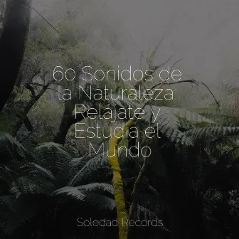 60 Sonidos de la Naturaleza: Relájate y Estudia el Mundo by Musica para Meditar Especialistas