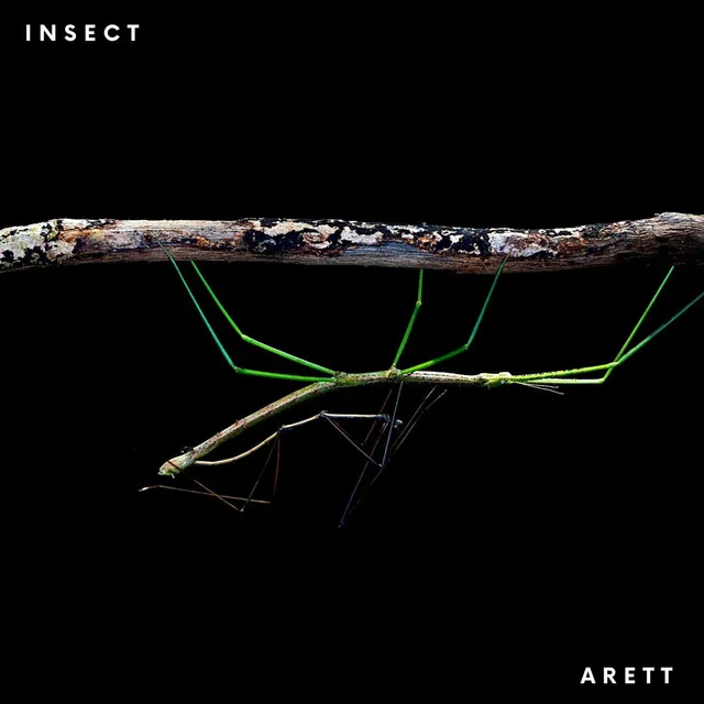 Insect