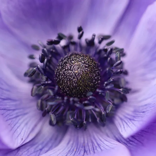 Anemone