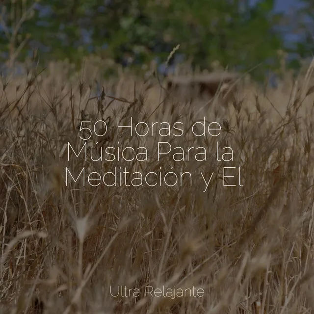 50 Horas de Música Para la Meditación y El