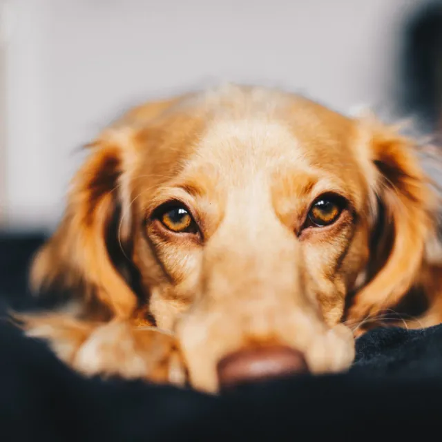 Remarkable Ambience for Dog Anxiety