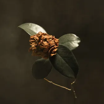 Young Sick Camellia by 