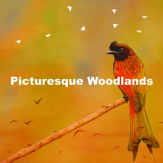 Picturesque Woodlands by Naturesque