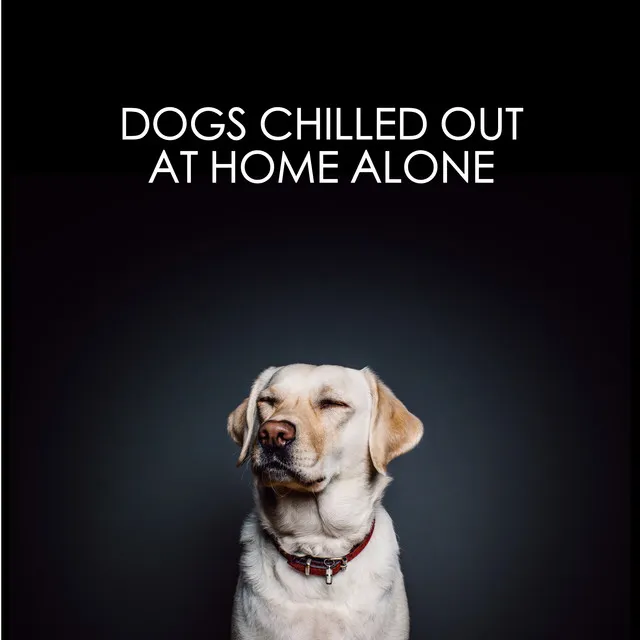 Dogs Chilled Out At Home Alone