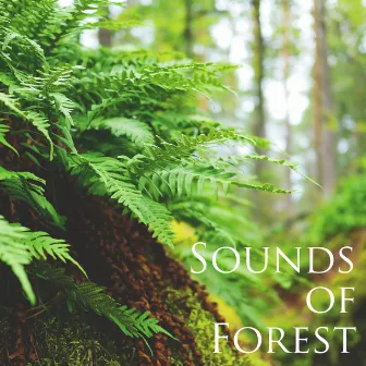 Forest Sounds for Sleep and Relax by Easy Listening Stress Relief Music