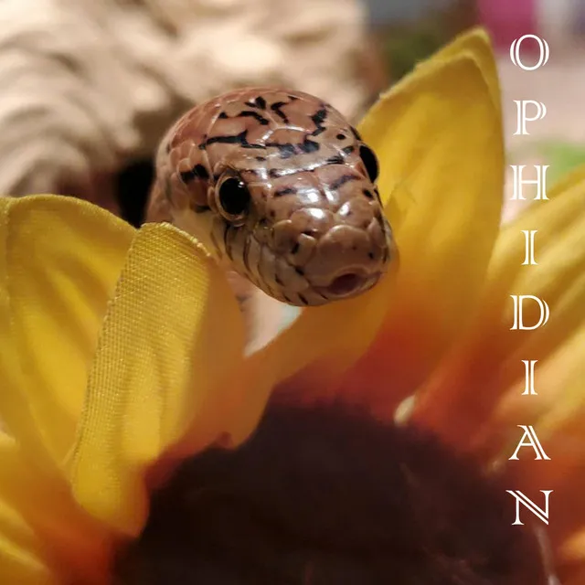 Ophidian