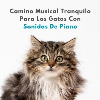 Camino Musical Tranquilo Para Los Gatos Con Sonidos De Piano by Musica Relajante De Piano Clásica