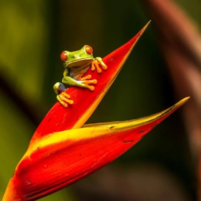 Mystical Monsoons: Heavy Rain and Frog Sounds for Meditation