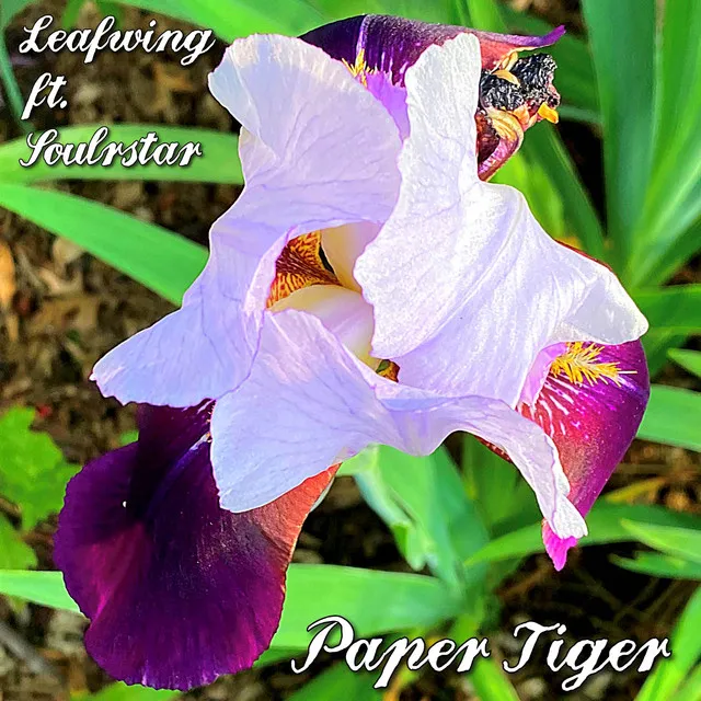 Paper Tiger