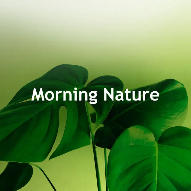 Morning Nature