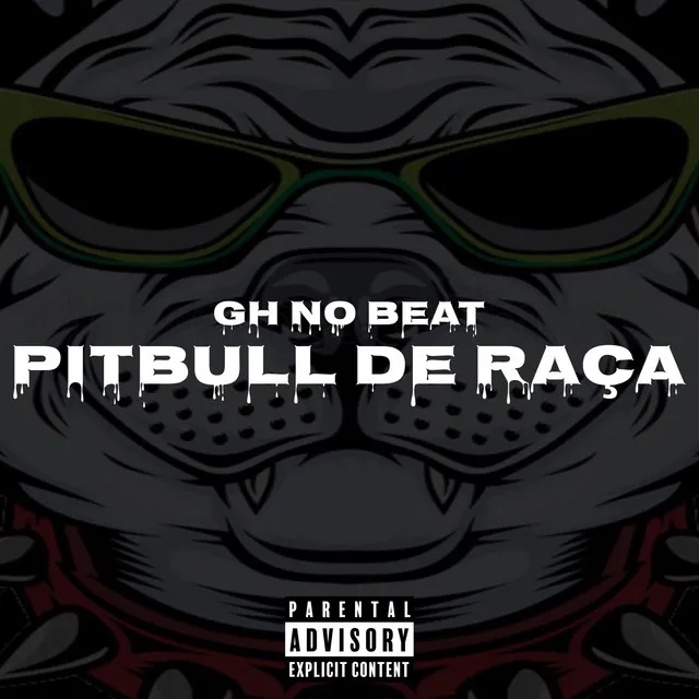 PITBULL DE RAÇA