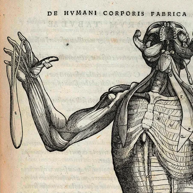 Hvmani Corporis Fabrica