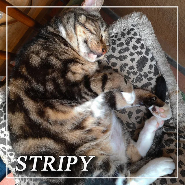 Stripy