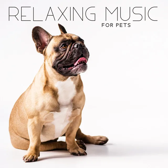 Relaxing Music for Pets - Take Care about the Cat, Dog, Hamster, Guinea Pig and Mouse