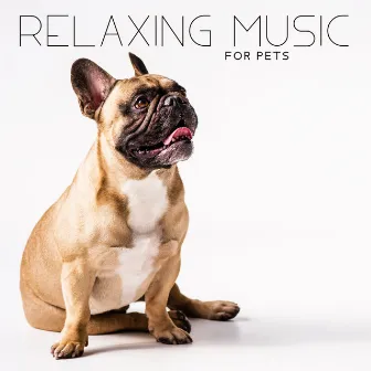 Relaxing Music for Pets - Take Care about the Cat, Dog, Hamster, Guinea Pig and Mouse by Pet Love Academy