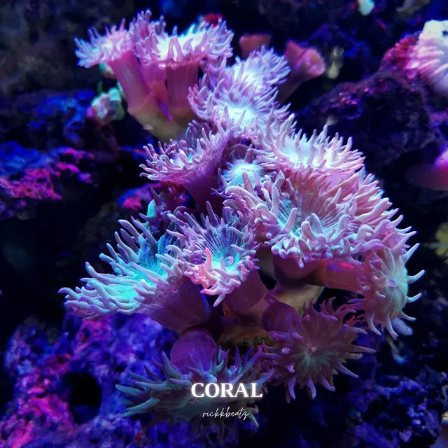 Coral