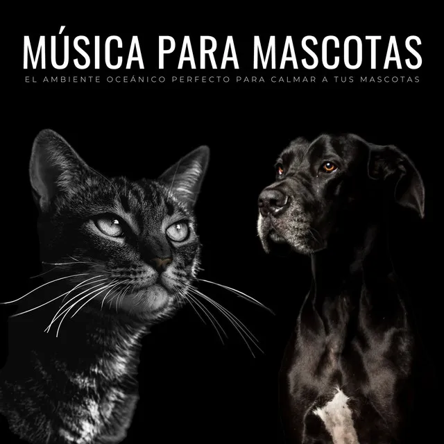 Música Para Mascotas: El Ambiente Oceánico Perfecto Para Calmar A Tus Mascotas