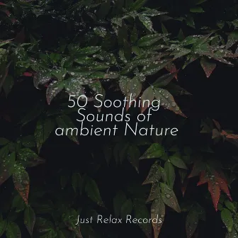 50 Soothing Sounds of ambient Nature by kinderliedjes