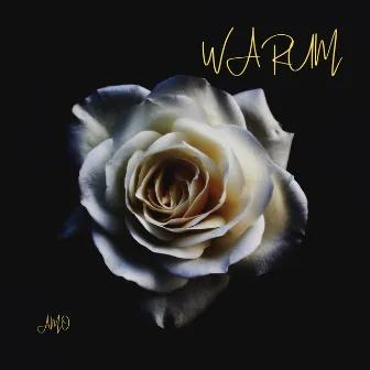 Warum by Amo