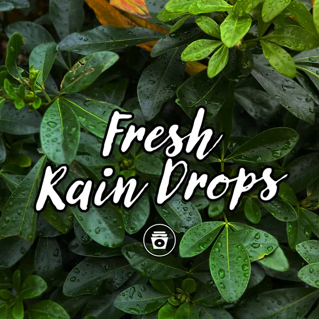 Fresh Rain Drops