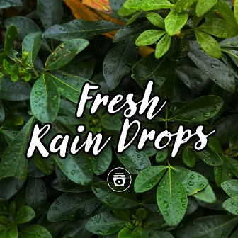 Fresh Rain Drops by ASMR