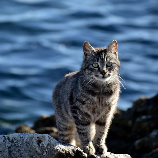 Purrfect Ocean Waves: Relaxing Sounds for Your Beloved Cat