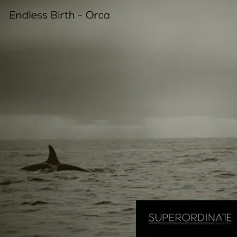 Orca by Endless Birth