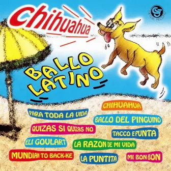 Chihuahua ballo latino by Giuseppe Litrico