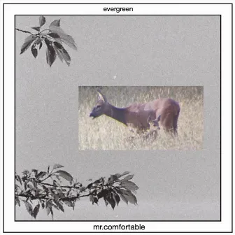 Evergreen by Mr. Comfortable