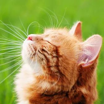 Cat's Nature Serenade: Serene Binaural Sounds for Contented Purring by The Binaural Beats Factory