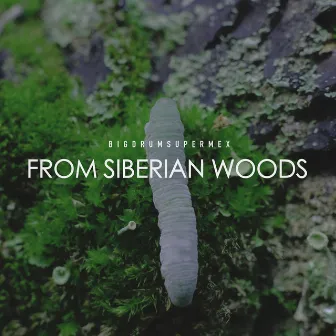 From Siberian Woods by BigDrumSuperMex