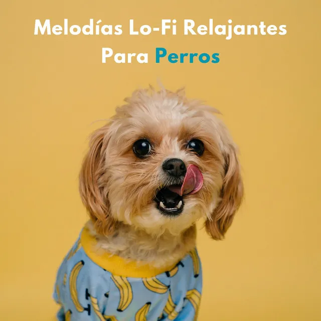 Melodías Lofi Relajantes Para Perros