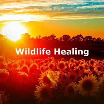 Wildlife Healing by Wildlife Bill