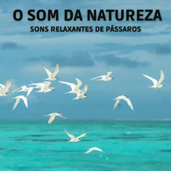 O Som Da Natureza: Sons Relaxantes De Pássaros by Experiência Musical Adormecida