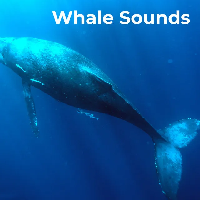 Ocean Whales