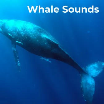 Whale Sounds by Earthly Sounds