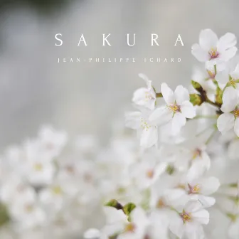 Sakura by Jean-Philippe Ichard