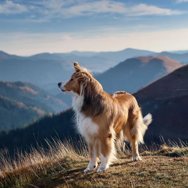 Tonos De Guitarra De Relajación Para Perros