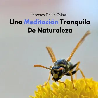 Insectos De La Calma: Una Meditación Tranquila De Naturaleza by Chakras de meditación