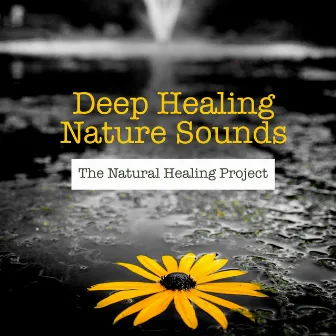 Deep Healing Nature Sounds by The Natural Healing Project