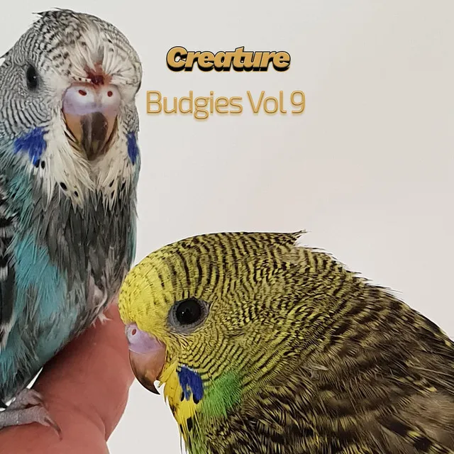 Budgies, Vol. 9