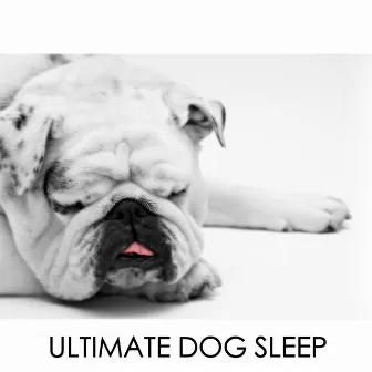 Ultimate Dog Sleep - Calming Pet Ambience by Dog Chillout Zone