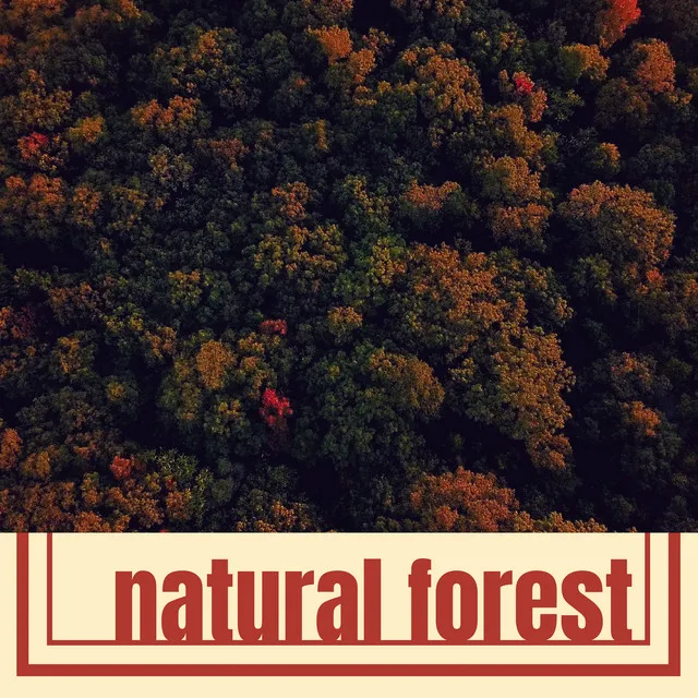 Natural Forest - Autumn River Sounds, Wind Through the Trees to Relax at Home