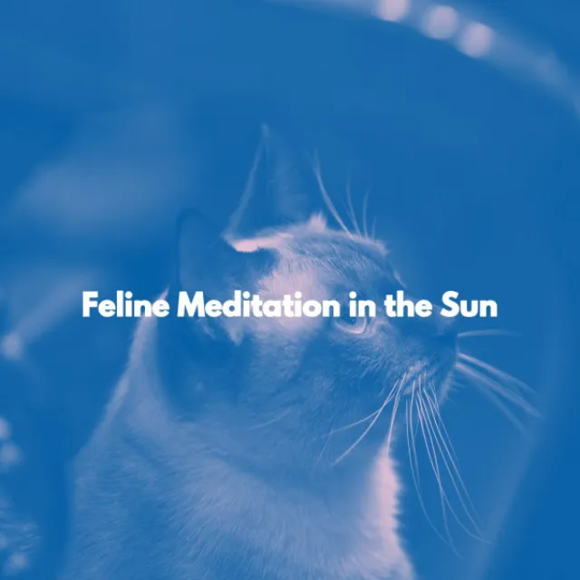 Feline Meditation in the Sun