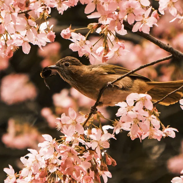 Northern Birds