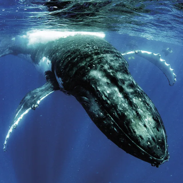 The Humpback Whale Choir