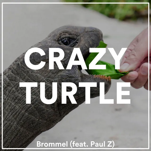 Crazy Turtle