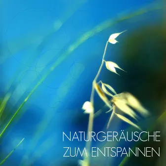 Naturgeräusche zum Entspannen - Musik zur Entspannung und Meditation mit Klänge der Natur als Einschlafhilfe by Unknown Artist