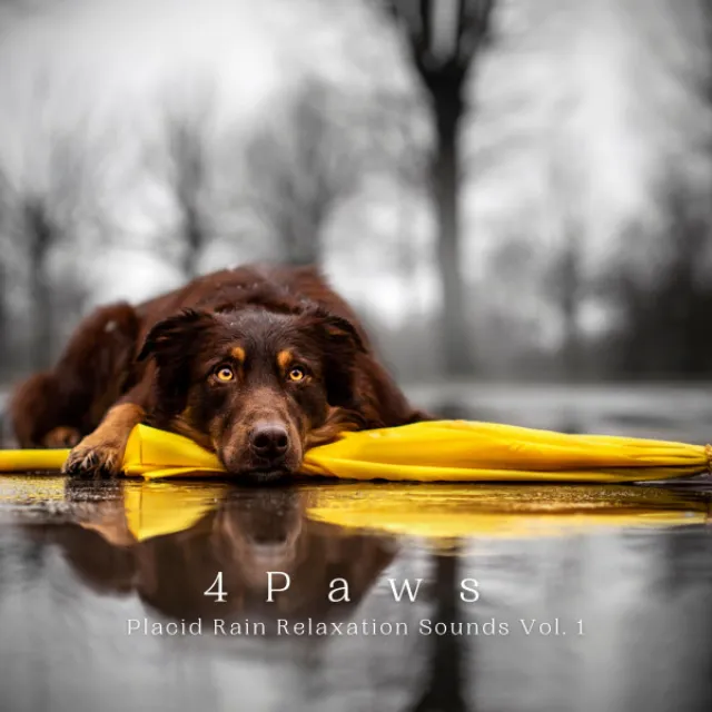 4 Paws: Placid Rain Relaxation Sounds Vol. 1